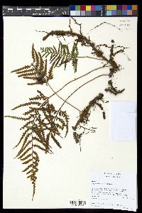 Pleopeltis murora image