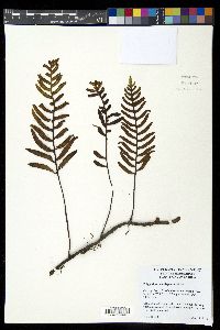 Polypodium montigenum image