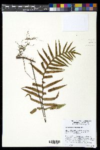 Pleopeltis montigena image