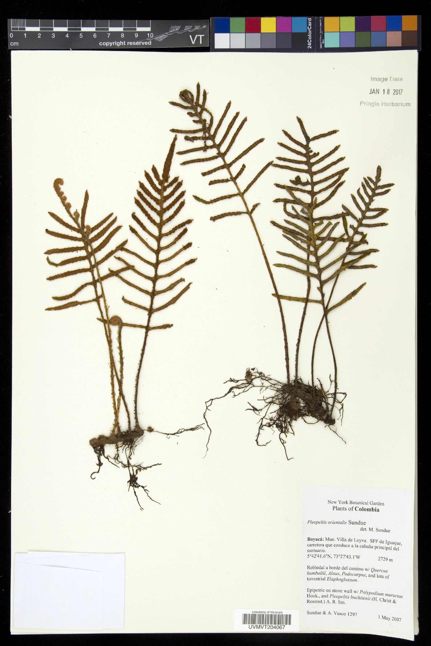 Pleopeltis orientalis image