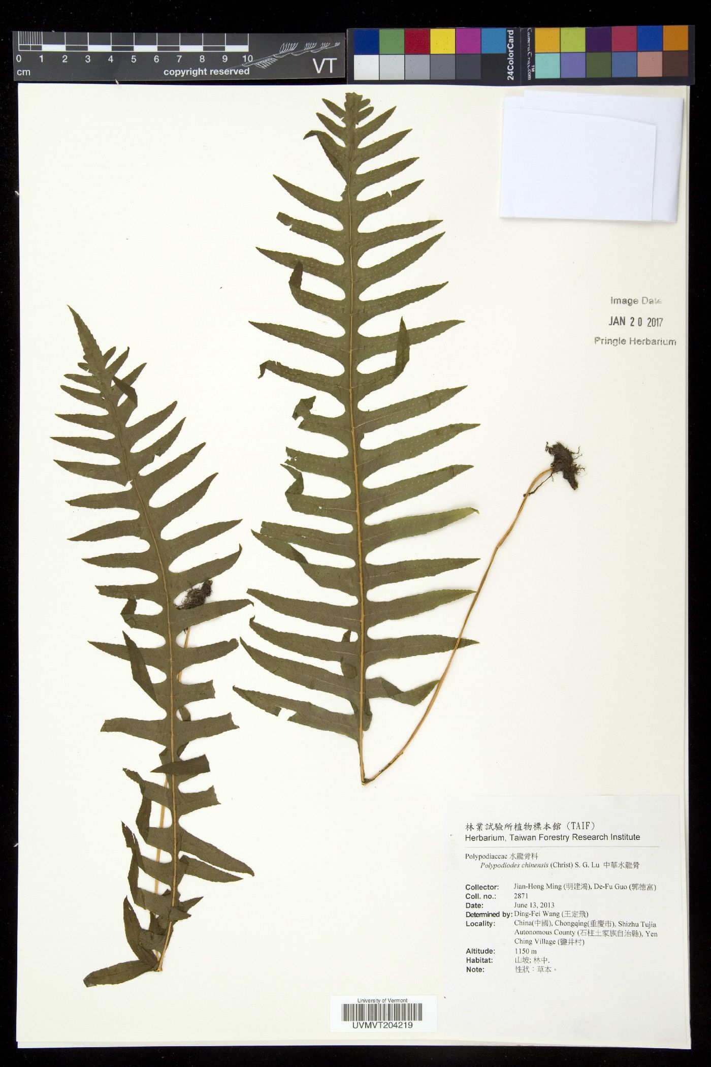Polypodiodes chinensis image