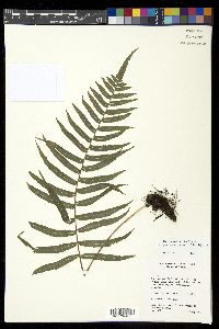 Polypodiodes chinensis image