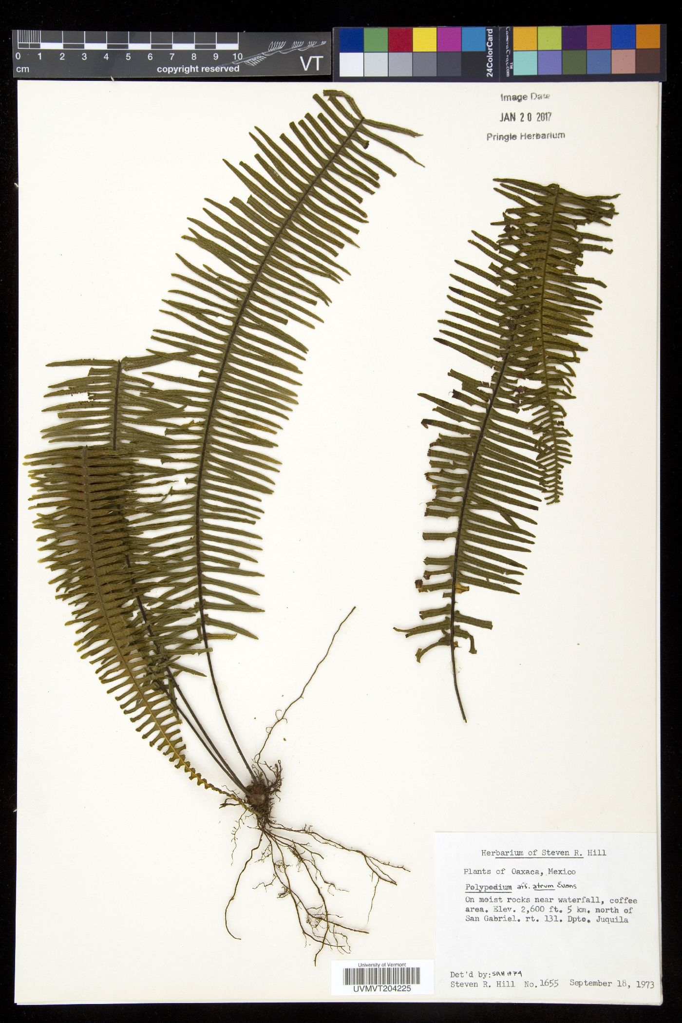 Pecluma atra image
