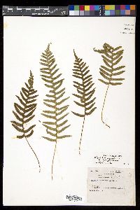 Polypodium appalachianum image