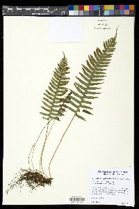 Polypodium appalachianum image