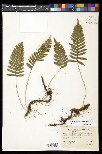 Polypodium appalachianum image