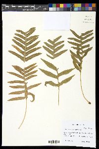 Polypodium californicum image