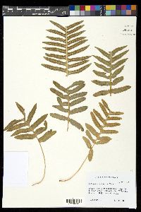 Polypodium californicum image