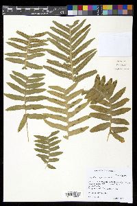 Polypodium californicum image