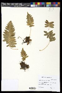 Polypodium californicum image