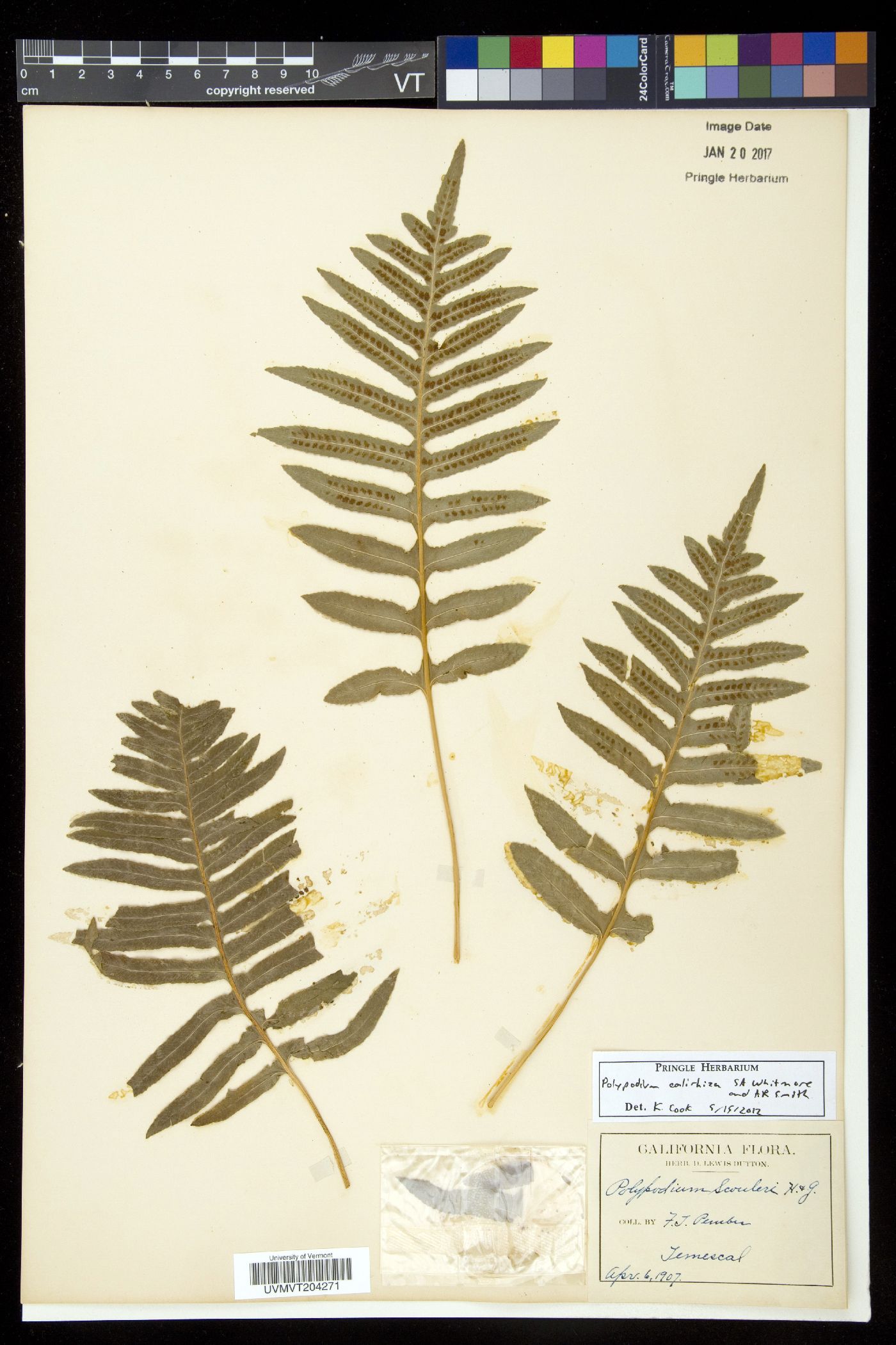 Polypodium calirhiza image