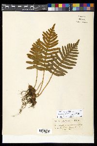 Polypodium calirhiza image