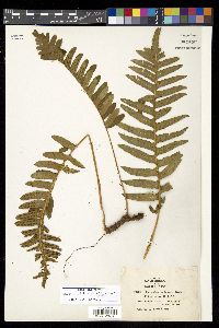 Polypodium calirhiza image