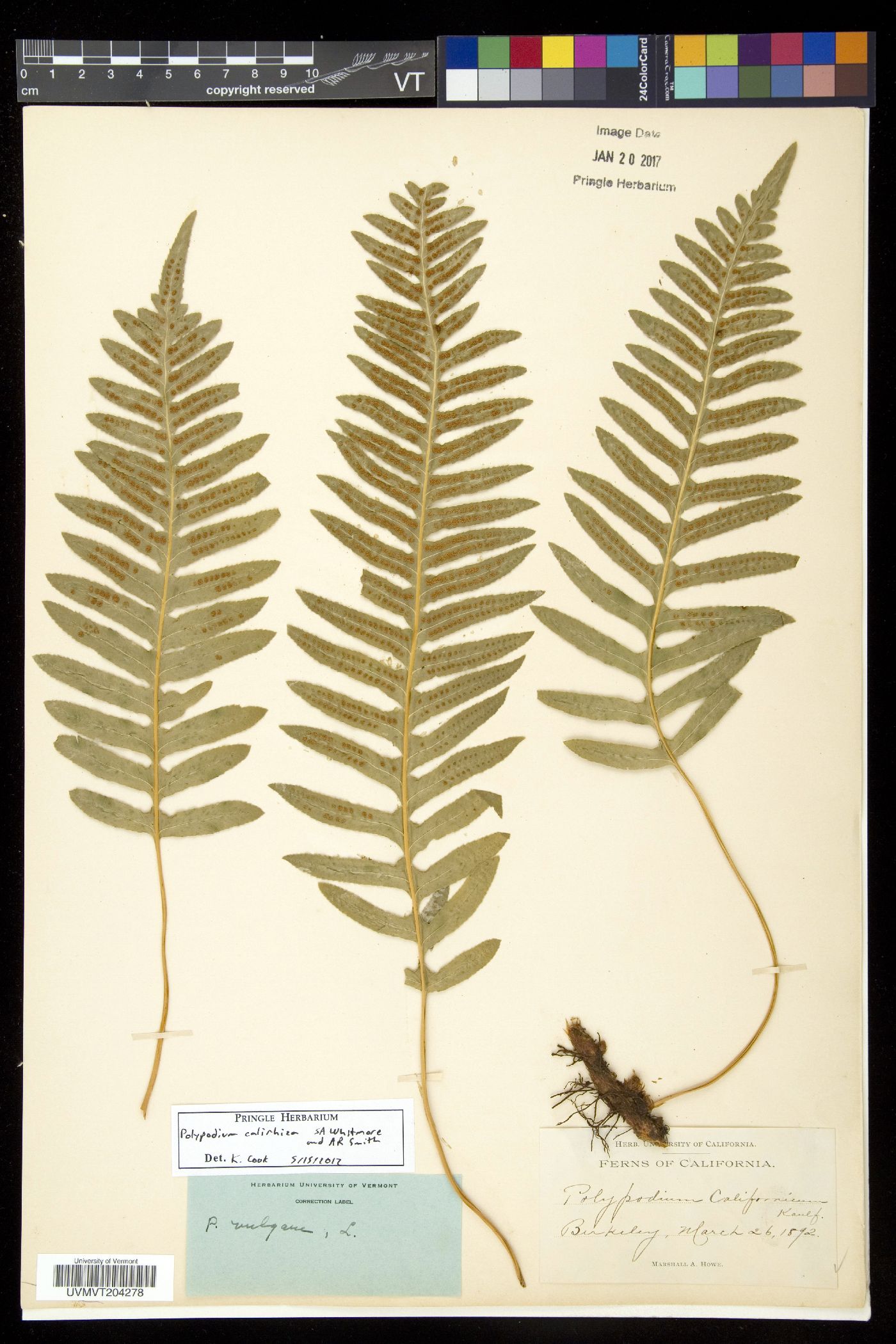 Polypodium calirhiza image