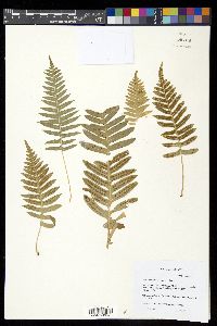 Polypodium glycyrrhiza image