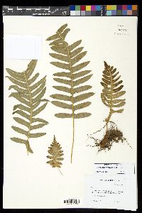 Polypodium glycyrrhiza image