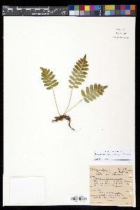 Polypodium glycyrrhiza image