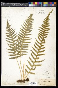 Polypodium glycyrrhiza image