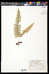Polypodium hartwegianum image
