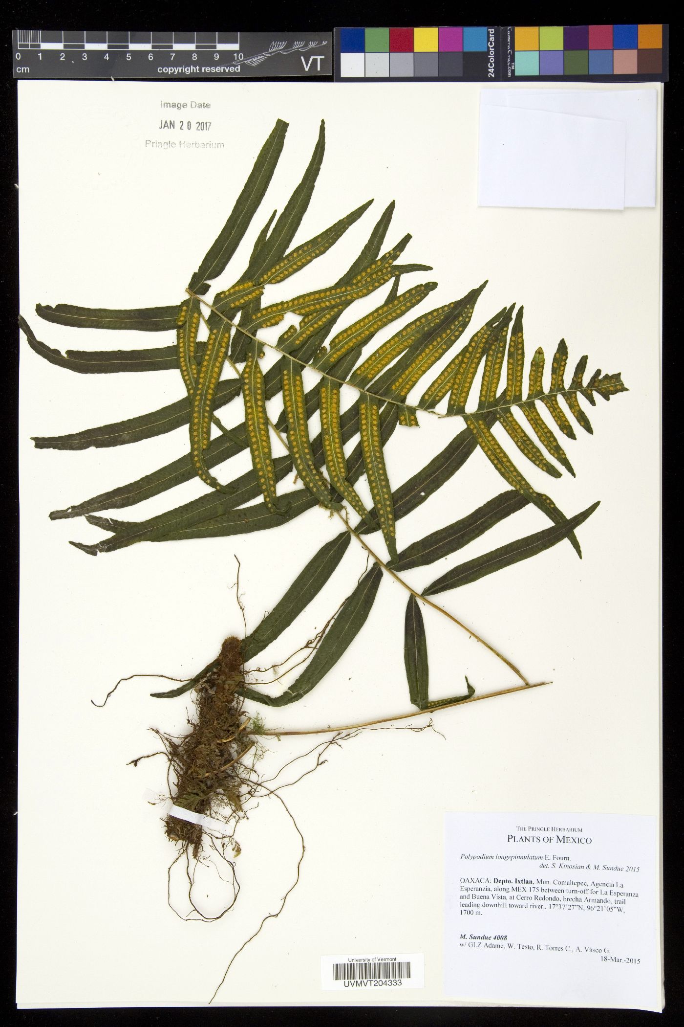 Polypodium longepinnulatum image