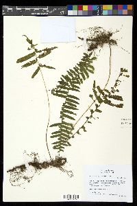 Polypodium longepinnulatum image