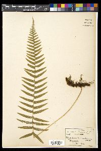 Polypodium hartwegianum image