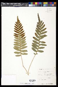 Polypodium scouleri image