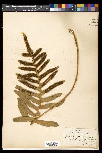 Polypodium scouleri image