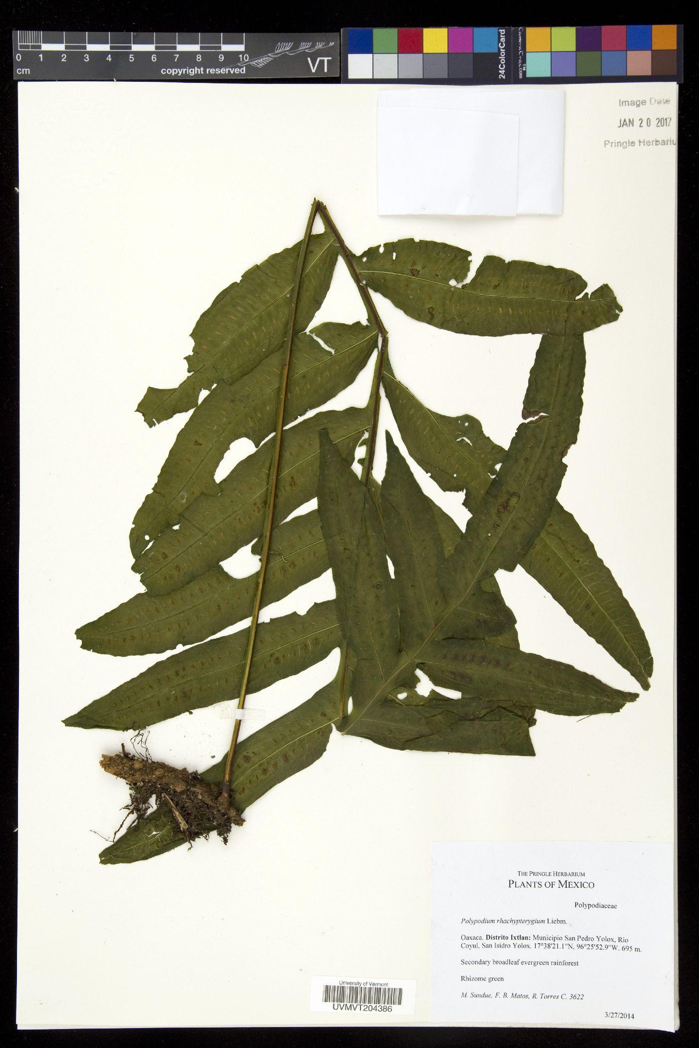 Polypodium rhachipterygium image