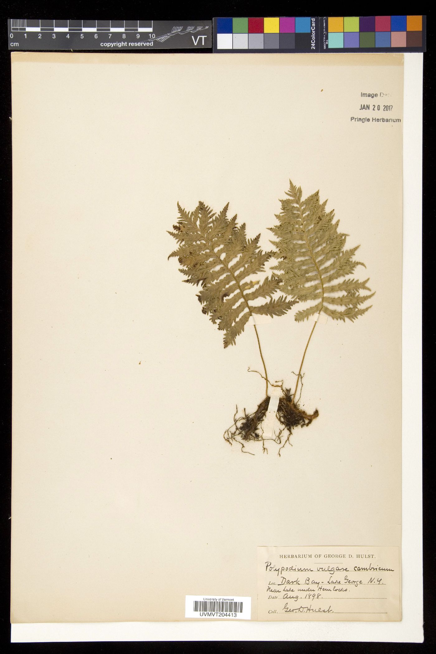 Polypodium vulgare var. cambricum image