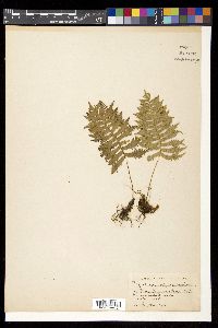 Polypodium vulgare image