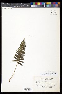 Polypodium appalachianum image