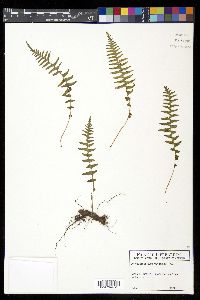 Polypodium hartwegianum image