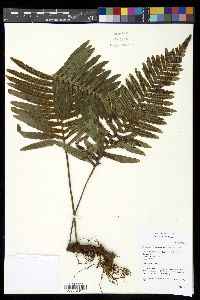 Polypodium pellucidum image