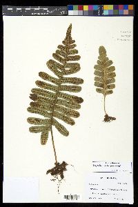 Polypodium pellucidum image