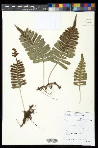 Polypodium pellucidum image