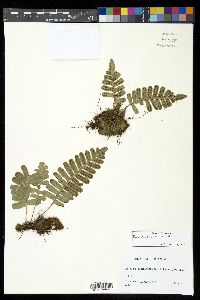 Polypodium pellucidum image