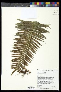 Polypodium pellucidum image