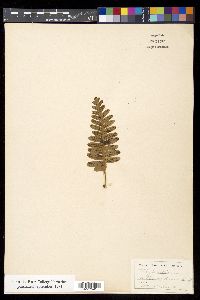 Polypodium pellucidum image