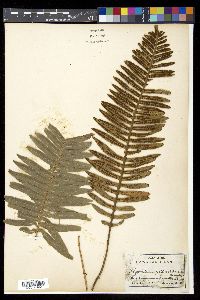 Polypodium pellucidum image