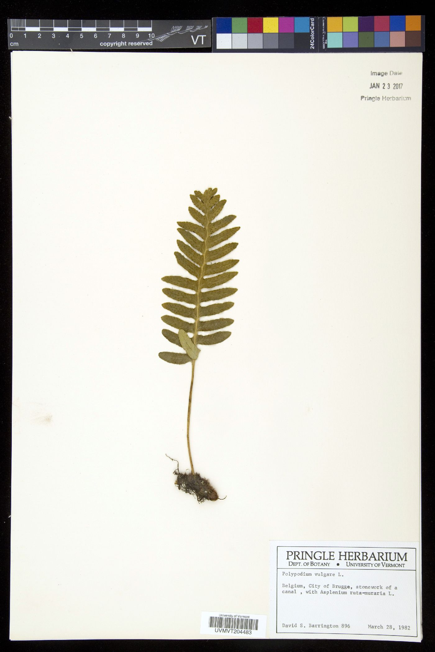 Polypodium vulgare image