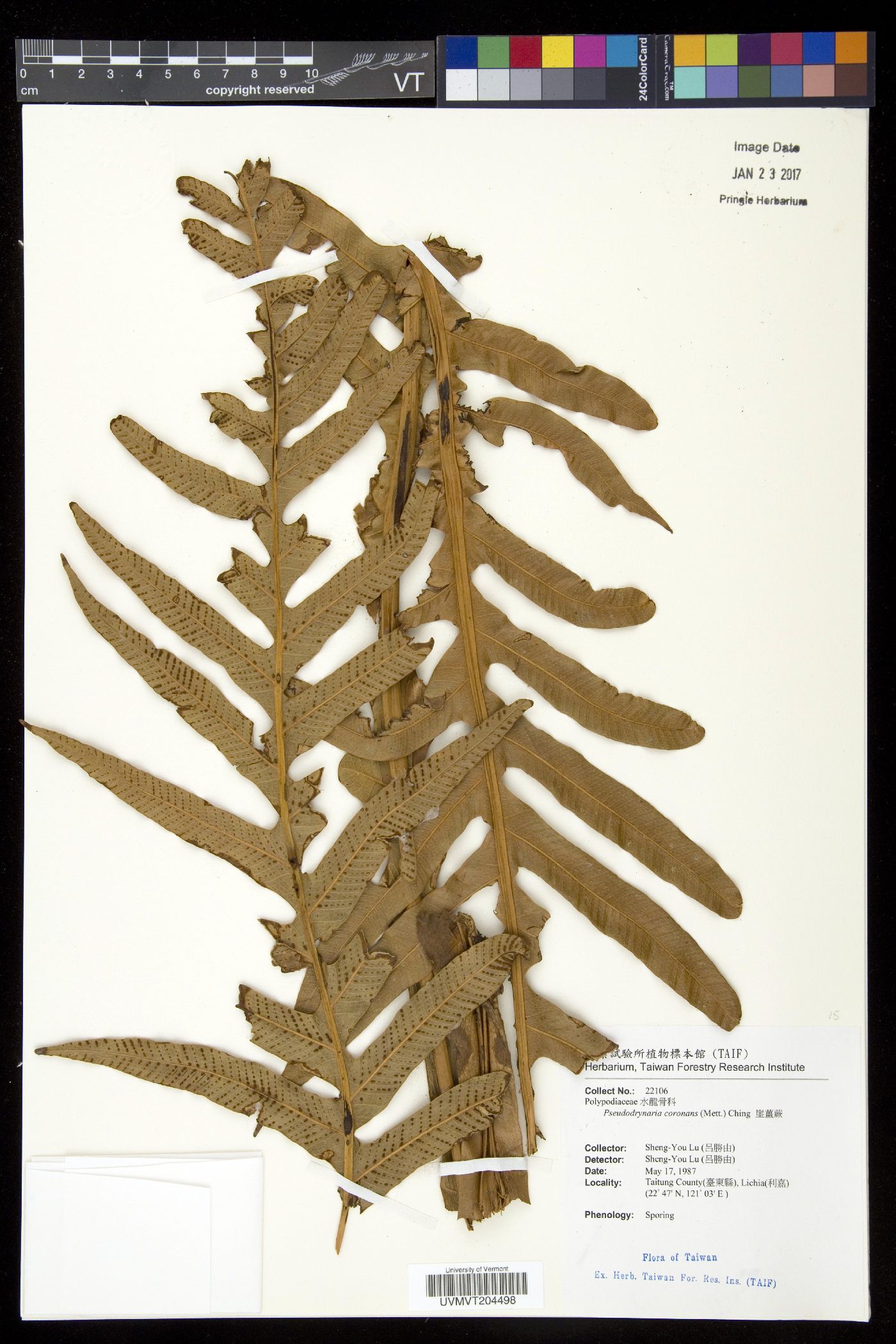 Pseudodrynaria coronans image