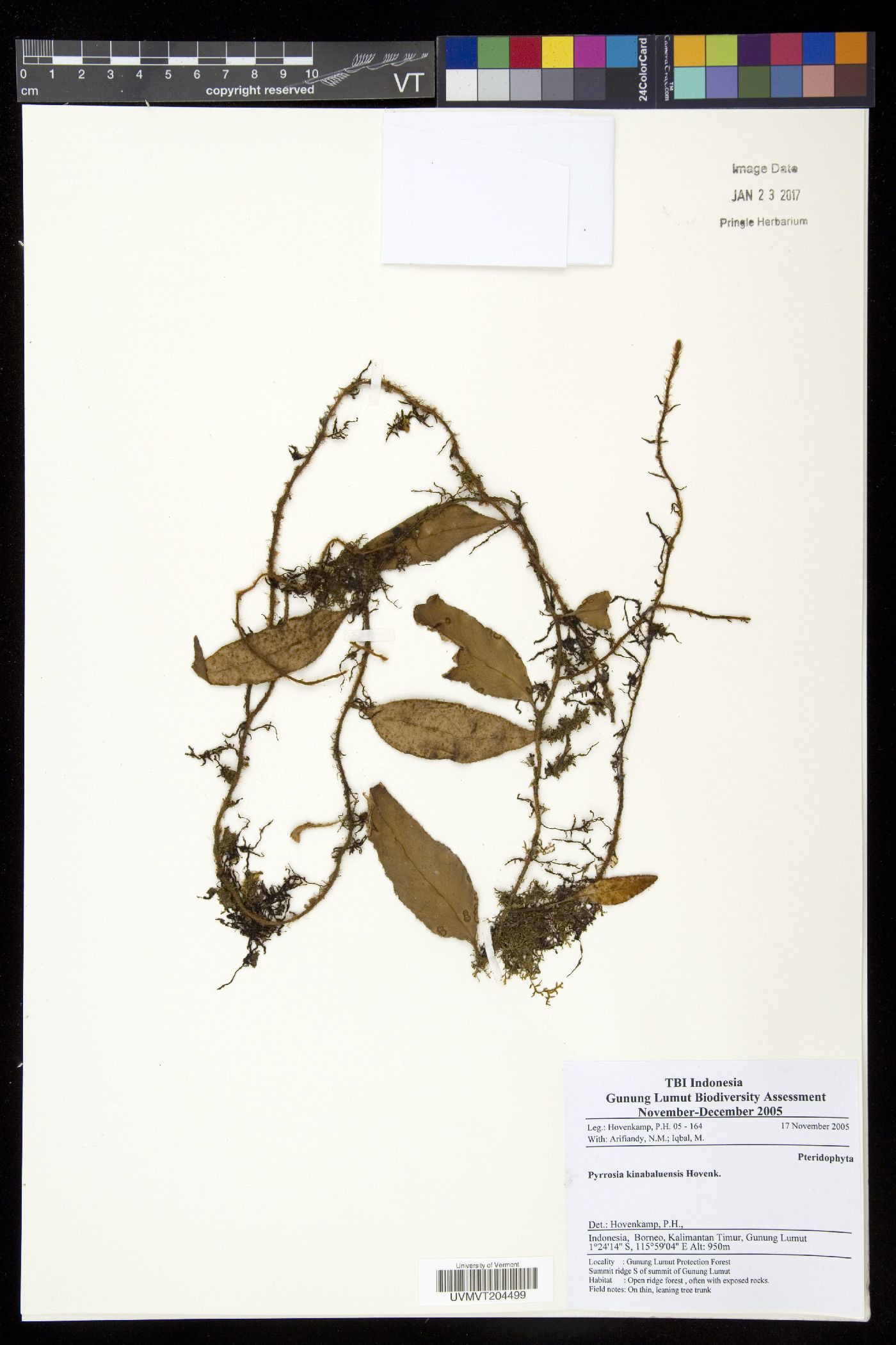 Pyrrosia kinabaluensis image