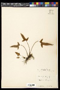 Pyrrosia hastata image