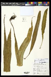 Pyrrosia calvata image