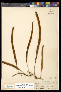Pyrrosia longifolia image