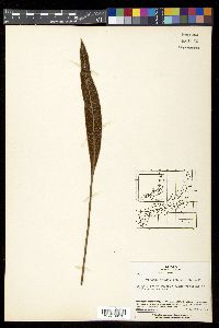 Pyrrosia lingua image
