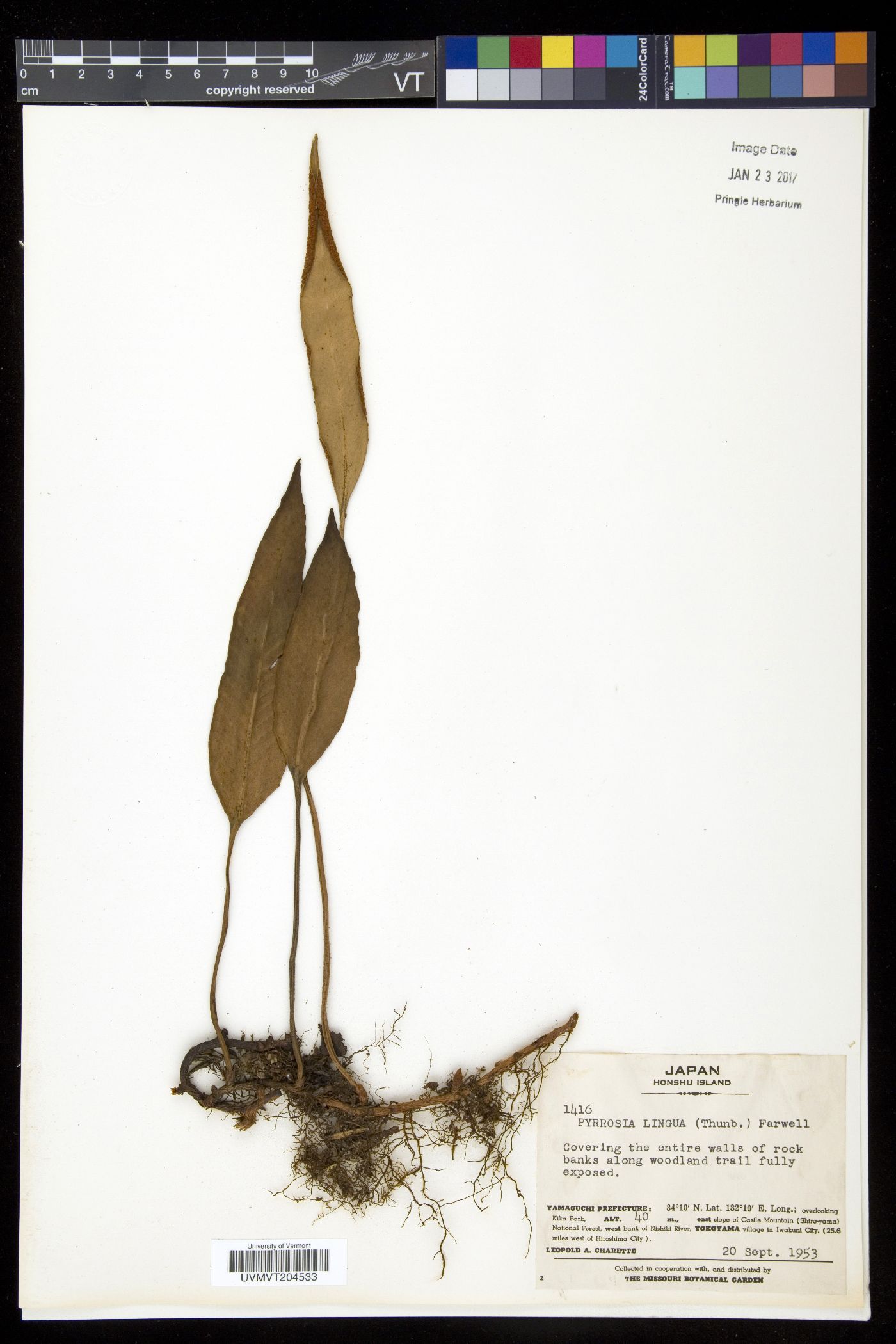 Pyrrosia lingua image
