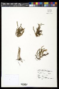 Pyrrosia linearifolia image