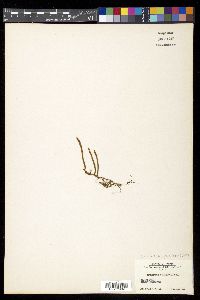 Pyrrosia linearifolia image